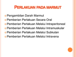 PERLAKUAN PADA MARMUT
 Pengambilan Darah Marmut
 Pemberian Perlakuan Secara Oral
 Pemberian Perlakuan Melalui Intraperitoneal
 Pemberian Perlakuan Melalui Intramuskular
 Pemberian Perlakuan Melalui Subkutan
 Pemberian Perlakuan Melalui Intravena
 