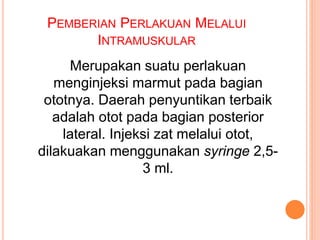 PEMBERIAN PERLAKUAN MELALUI
INTRAMUSKULAR
Merupakan suatu perlakuan
menginjeksi marmut pada bagian
ototnya. Daerah penyuntikan terbaik
adalah otot pada bagian posterior
lateral. Injeksi zat melalui otot,
dilakuakan menggunakan syringe 2,5-
3 ml.
 