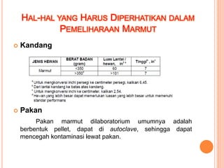 HAL-HAL YANG HARUS DIPERHATIKAN DALAM
PEMELIHARAAN MARMUT
 Kandang
 Pakan
Pakan marmut dilaboratorium umumnya adalah
berbentuk pellet, dapat di autoclave, sehingga dapat
mencegah kontaminasi lewat pakan.
 