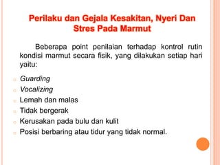 Perilaku dan Gejala Kesakitan, Nyeri Dan
Stres Pada Marmut
Beberapa point penilaian terhadap kontrol rutin
kondisi marmut secara fisik, yang dilakukan setiap hari
yaitu:
o Guarding
o Vocalizing
o Lemah dan malas
o Tidak bergerak
o Kerusakan pada bulu dan kulit
o Posisi berbaring atau tidur yang tidak normal.
 