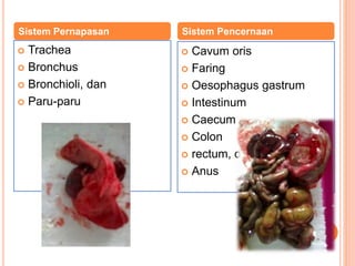  Trachea
 Bronchus
 Bronchioli, dan
 Paru-paru
 Cavum oris
 Faring
 Oesophagus gastrum
 Intestinum
 Caecum
 Colon
 rectum, dan
 Anus
Sistem Pernapasan Sistem Pencernaan
 