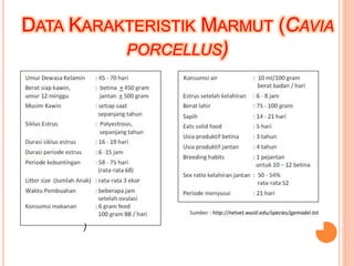 DATA KARAKTERISTIK MARMUT (CAVIA
PORCELLUS)
)
 