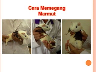 Cara Memegang
Marmut
 