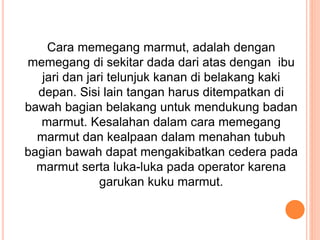 Cara memegang marmut, adalah dengan
memegang di sekitar dada dari atas dengan ibu
jari dan jari telunjuk kanan di belakang kaki
depan. Sisi lain tangan harus ditempatkan di
bawah bagian belakang untuk mendukung badan
marmut. Kesalahan dalam cara memegang
marmut dan kealpaan dalam menahan tubuh
bagian bawah dapat mengakibatkan cedera pada
marmut serta luka-luka pada operator karena
garukan kuku marmut.
 