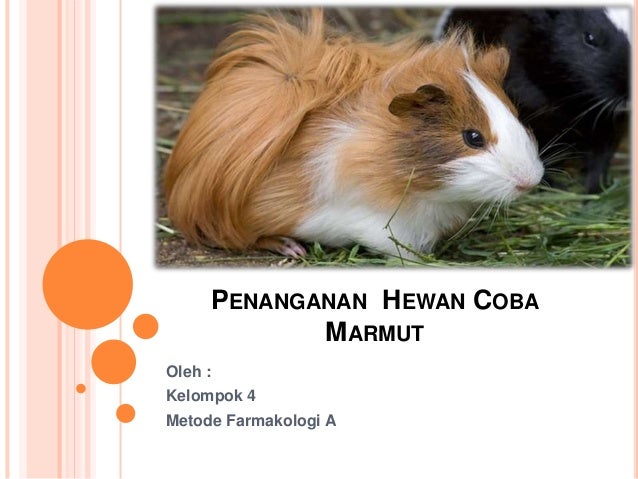 Penanganan Hewan Coba Marmut Cavia Porcellus