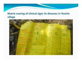 Participatory epidemiological studies of Newcastle disease in local chickens in federal capital territory, Abuja-Nigeria