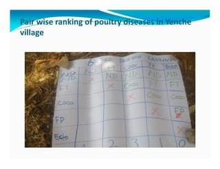 Participatory epidemiological studies of Newcastle disease in local chickens in federal capital territory, Abuja-Nigeria