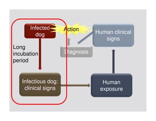 One health approaches for rabies control