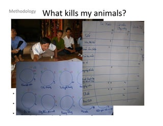 • Focus group producers
• Description of syndromes and terminology associated
• Use of proportional piling and matrix scoring
What kills my animals?Methodology
 