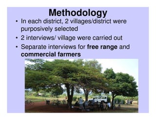 Results of participatory active surveillance for Highly Pathogenic Avian Influenza in Uganda
