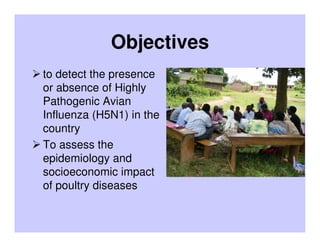 Results of participatory active surveillance for Highly Pathogenic Avian Influenza in Uganda