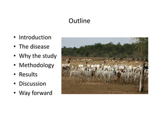 Using participatory epidemiology tools to investigate Contagious caprine pleuropneumonia (CCPP) in Maasai flocks, northern Tanzania