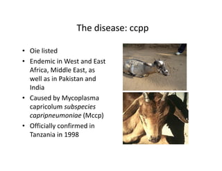 Using participatory epidemiology tools to investigate Contagious caprine pleuropneumonia (CCPP) in Maasai flocks, northern Tanzania