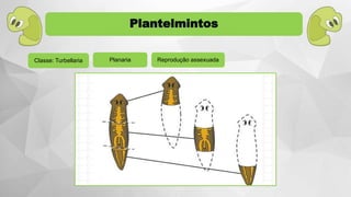 Reprodução assexuadaPlanaria
Plantelmintos
Classe: Turbellaria
 