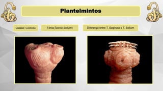 Plantelmintos
Classe: Cestoda Tênia(Taenia Solium) Diferença entre T. Saginata e T. Solium
 