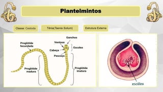 Plantelmintos
Classe: Cestoda Estrutura ExternaTênia(Taenia Solium)
 