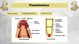 Plantelmintos
Sistema ExcretorClasse: Cestoda Tênia(Taenia Solium)
 
