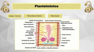 Plantelmintos
Classe: Cestoda ReproduçãoTênia(Taenia Solium)
 