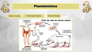 Plantelmintos
Classe: Cestoda Ciclo do ParasitaTênia(Taenia Solium)
 