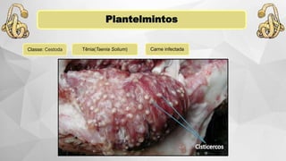 Plantelmintos
Classe: Cestoda Carne infectadaTênia(Taenia Solium)
 