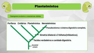 Cladograma evolutivo e caractericas obtidas.
Plantelmintos
 