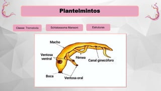 Plantelmintos
Classe: Trematoda Schistossoma Mansoni Estruturas
 