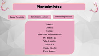 Plantelmintos
Classe: Trematoda Schistossoma Mansoni Sintomas da parasitose
Coceira;
Diarréia;
Fadiga;
Dores locais e circunstanciais;
Dor de cabeça;
Falta de apetite;
Infertilidade;
Irritação na pele;
Perda de peso.
 