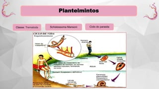 Plantelmintos
Classe: Trematoda Schistossoma Mansoni Ciclo do parasita
 