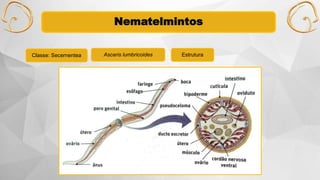Nematelmintos
Classe: Secernentea Ascaris lumbricoides Estrutura
 