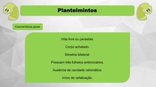 Características gerais
Vida livre ou parasitas.
Corpo achatado.
Simetria bilateral.
Possuem três folhetos embrionários.
Ausência de cavidade celomática.
Início de cefalização.
Plantelmintos
 