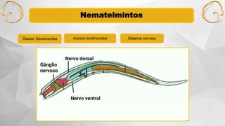 Nematelmintos
Classe: Secernentea Ascaris lumbricoides Sistema nervoso
 