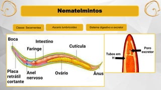 Nematelmintos
Classe: Secernentea Ascaris lumbricoides Sistema digestivo e excretor
 