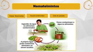 Nematelmintos
Classe: Secernentea Ascaris lumbricoides Ciclo do parasita
 