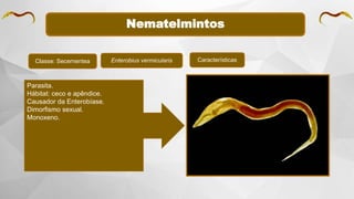 Nematelmintos
Classe: Secernentea Enterobius vermicularis
Parasita.
Hábitat: ceco e apêndice.
Causador da Enterobíase.
Dimorfismo sexual.
Monoxeno.
Características
 