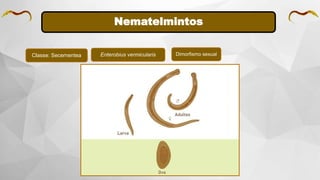 Nematelmintos
Classe: Secernentea Enterobius vermicularis Dimorfismo sexual
 