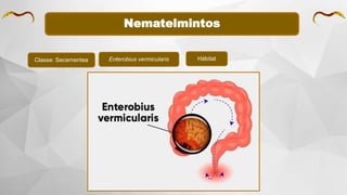 Nematelmintos
Classe: Secernentea Enterobius vermicularis Hábitat
 