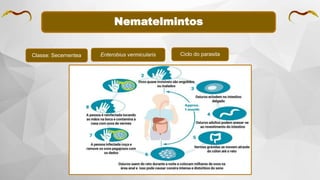 Nematelmintos
Classe: Secernentea Enterobius vermicularis Ciclo do parasita
 