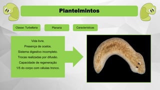Classe: Turbellaria
Vida livre.
Presença de ocelos.
Sistema digestivo incompleto.
Trocas realizadas por difusão.
Capacidade de regeneração
1/5 do corpo com células tronco.
Planaria
Plantelmintos
Características
 