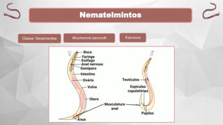 Nematelmintos
Classe: Secernentea Wuchereria bancrofti Estrutura
 