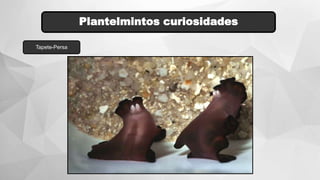 Plantelmintos curiosidades
Tapete-Persa
 