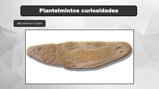 Plantelmintos curiosidades
Macrostomum hystrix
 