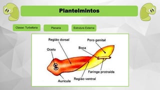 Planaria Estrutura Externa
Plantelmintos
Classe: Turbellaria
 