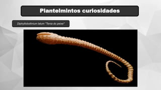 Plantelmintos curiosidades
Diphyllobothrium latum "Tenia do peixe"
 