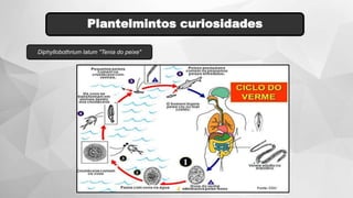 Plantelmintos curiosidades
Diphyllobothrium latum "Tenia do peixe"
 