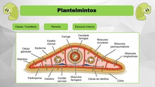 Classe: Turbellaria Planaria Estrutura Interna
Plantelmintos
 