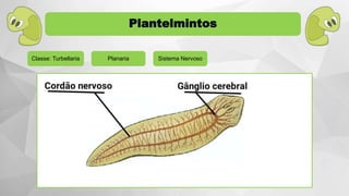 Classe: Turbellaria Planaria Sistema Nervoso
Plantelmintos
 