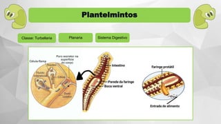 Plantelmintos
Planaria Sistema DigestivoClasse: Turbellaria
 