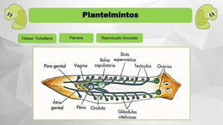 Planaria Reprodução Sexuada
Plantelmintos
Classe: Turbellaria
 