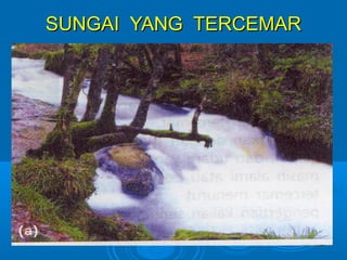 SSUUNNGGAAII YYAANNGG TTEERRCCEEMMAARR 
 