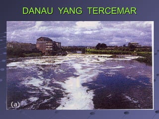 DDAANNAAUU YYAANNGG TTEERRCCEEMMAARR 
 